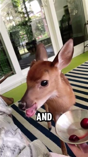 The Baby White Tailed Deer #deer #animals #cuteanimals