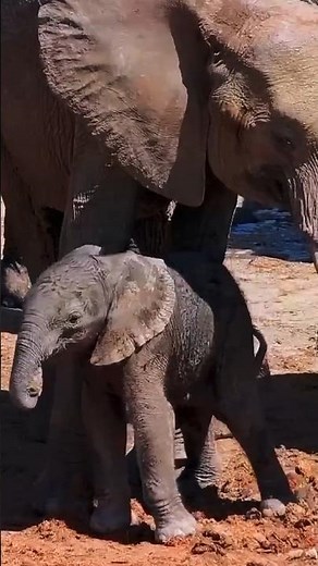 Elephant 🐘 Video#filterchallenge