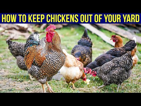 How To Keep Chickens Out Of Your Yard - (5 Easy Ways)