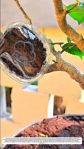 Air Layering a Tree: An Essential Step in Growing New Plants Without Cutting Them Dow