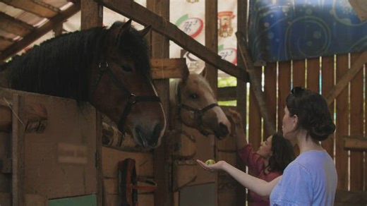 Free Animal Videos: 4K & HD | No Watermark | Download Now