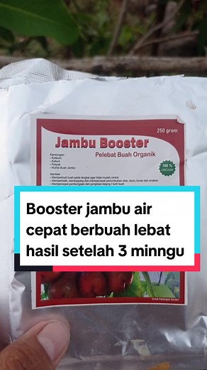 Pupuk Jambu Booster Organik Pemanis Perangsang Buah Tanaman Jambu di bawah Rp14.900 Cepat - Berakhir besok! #boosterjambuair #boosterjambu