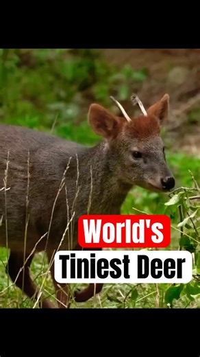 The World’s Smallest Deer