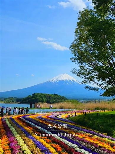 河口湖・大石公園の富士山と花畑 | 今が見頃の絶景スポット