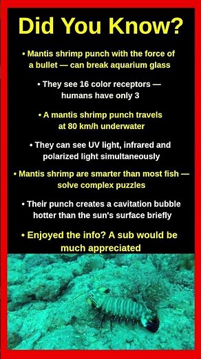 The Most Insane Creature In The Ocean — Mantis Shrimp 🦐😱