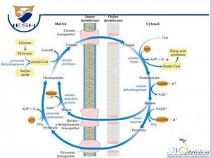 Biosíntesis de ácidos grasos: Lipogénesis