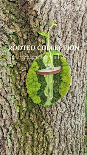 Rooted Collection - Propagation Moss Wall Art