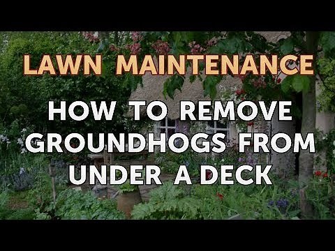 How to Remove Groundhogs From Under a Deck