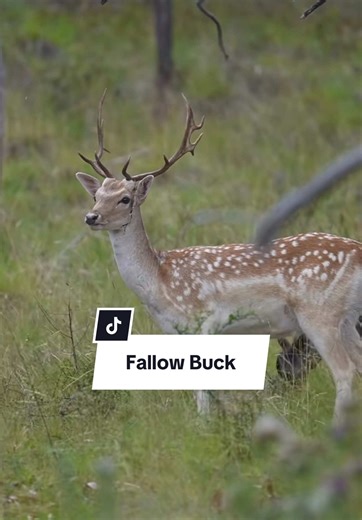 Interesting Facts About Fallow Deer Bucks