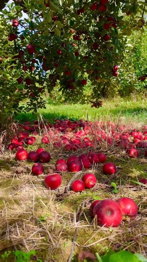 Nature | Apple tree! Red delicious apple#naturephotography #nature #naturelovers #naturephotograph | Instagram