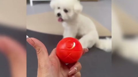 Interactive Dog Ball, 2025 New Activated Automatic Rolling Ball for Dog, Self Moving Vibrating Smart Jumping Automatic Moving Bouncing and Rotating Balls for Pets, USB Rechargeable (Orange)