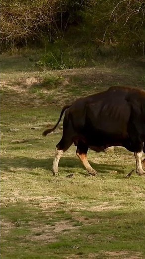 Giant Indian Gaur Bull Roams Bandipur National Park | Wild Bovid of the Nilgiris