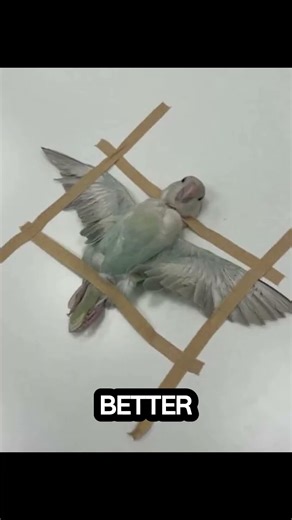 Animals Getting CT Scan