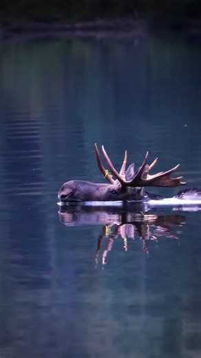 1K reactions · 59 shares | Did you know moose can swim up to 6 miles without a break and dive as deep as 16 feet to munch on aquatic plants? But here’s the catch - warming climates and parasites are threatening their wetland habitats. Protecting wetlands = protecting moose! Head over to our website for more stories: bit.ly/4lcZBI4 #MooseFacts #ConservationMatters #MooseConservation | Conservation Frontlines | Facebook