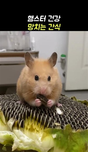 The Treat That Ruins Your Hamster's Health