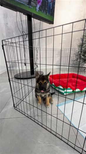 Meet our new shop mascot at Empire Barbershop! Come meet CHURRO the German Shepherd | Empire Barbershop