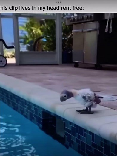 Flotation device #comedy #birds