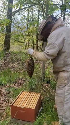 How beekeepers safely move an entire colony #beekeeping #tutorial
