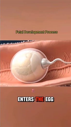 How Life Begins Inside the Womb #embryo #conception #pregnancy #shorts