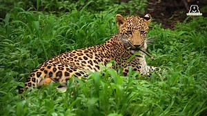 1.2K views · 145 reactions | Young Simba is filled with boundless...