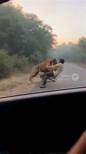 This Tiger Appeared Out of Nowhere 😱 #dashcamtigerattack #tigerattack