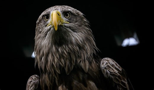 Rare eagle born in Waterford for first time in 150 years