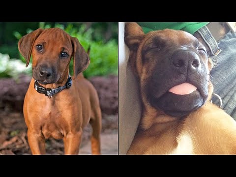 Cute And Funny Rhodesian Ridgeback Puppies 😍