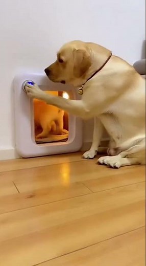 Puppy's First Smart Door Dash! Adult Lab Teaches.