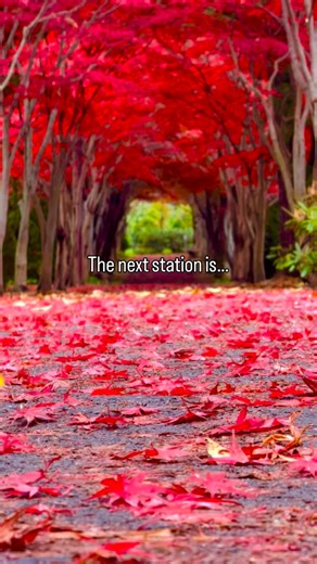 gan.iwaiwa/北海道旅行/札幌グルメ on Instagram: "この秋に見たい『札幌の絶景7選』❗️ 札幌も寒くなり雪虫が飛びまくって紅葉の時期が近づいているのを感じたので、まとめたリールを作ってみましたよ。 ①中島公園 ②北海道大学 ③平岡樹芸センター ④前田森林公園 ⑤札幌護国神社 ⑥星見緑地 ⑦サッポロファクトリー この絶景を札幌で見られるのは素晴らしいですよね。 それぞれの詳しい情報は後日個別に紹介していきたいと思いますが、紅葉はあっという間に通り過ぎてしまうので見逃さないように気をつけて楽しんでいきましょう🤚 Wonderful "Sapporo’s 7 Best Autumn Foliage Spots" ❗️ As Sapporo gets colder, snow insects are buzzing around, and the autumn foliage season is approaching, I’ve created a reel summarizing the highlights. ① Nakajima Park ② Hokkaido