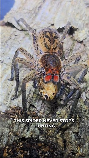 Red Fang Wandering Spider: One of the world's Most Dangerous Spiders