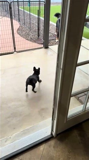 @quinny_the_bernes: Just the annoying little cousin. Don’t worry he can handle himself.