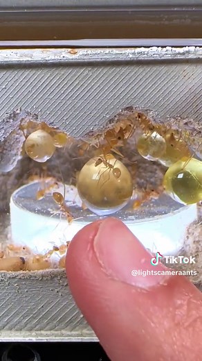 Golden Honeypot Ants: The Cutest Colony!