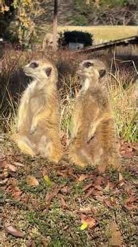 Timon and the Meerkats #nature #disturbingfacts #curiousfacts #didyouknow #animal #curiosities