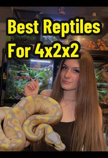 The 120 gallon enclosure is becoming super popular in the reptile world! Here are 3 reptiles that will thrive in this size enclosure 🐍💞 #reptilecare #reptilekeepers #reptilesoftiktok