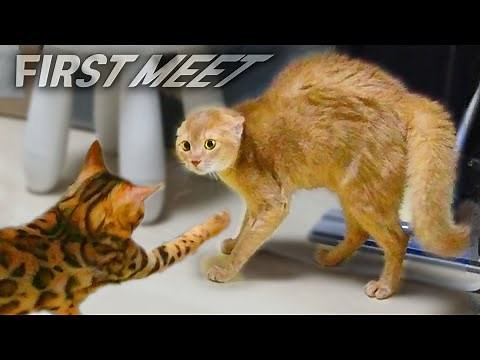 How to Introduce New Kittens to Cat when First meetㅣDino cat