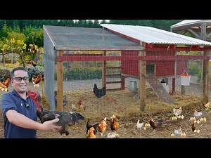 Philippine chicken farming! BASIC guide!