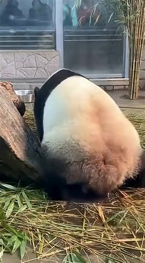Joyful Panda Birth Captured on Camera
