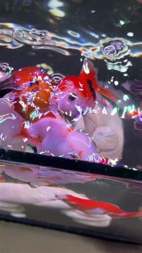 Ikan Koki (Goldfish) Care Tips for Hobbyists