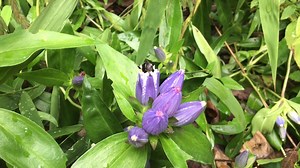 Cody Berkebile caught this bumble bee pollinating bottle gentian, an aptly named flower, outside of Blacklick Woods nature center 🐝 | Columbus and Franklin County Metro Parks