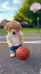 Cute puppy very angry so watch this hilarious meltdown #cartoon #funny #pets