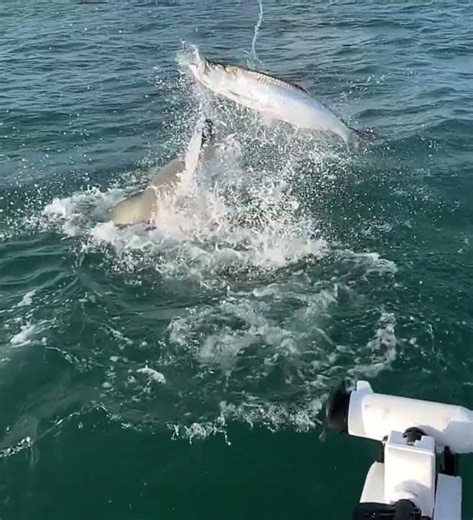 When a Shark Tries to Eat Your Tarpon While Fishing