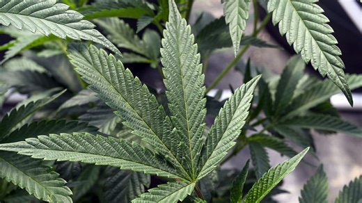 New year may bring big change to federal cannabis restrictions