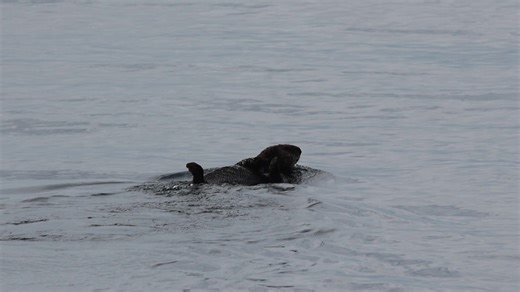 14K views · 46 reactions | Puget Sound Express on Reels | Facebook