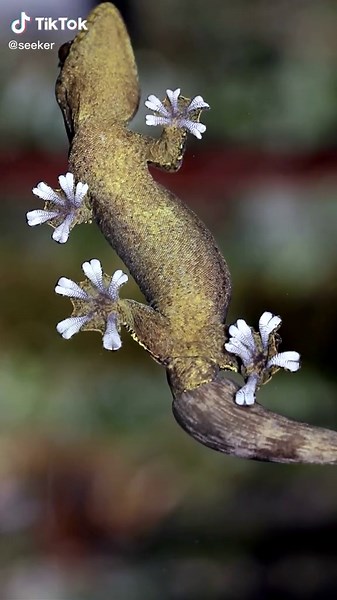 Gecko Tiny Hairs Toe Adhesion