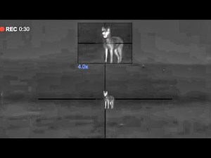 Pulsar Thermal = Lots of Dead Coyotes - Kansas Coyote Hunting with Thermal