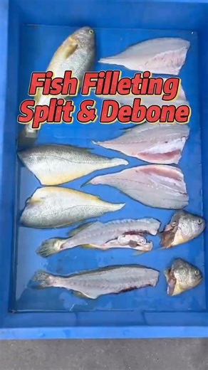 Fish Filleting Machine–Split & Debone#foodmachine #filleting#meatcutter #meatcutter #fishprocessing
