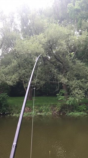 This guy took my nymph right under the surface, carp are so underrated especially on the pin #Cancelspotburning #trouthead #fishing #fyp #ontario