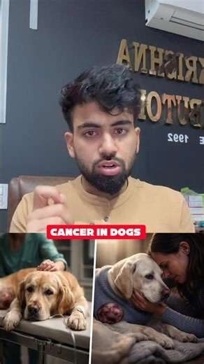 Spaying Your Dog Can Prevent Cancer? 🐶⚠️ Must Watch!