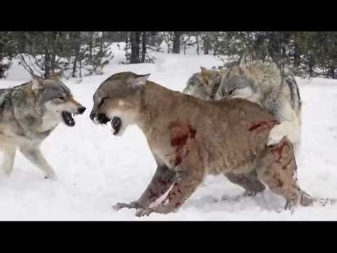 THE NATURE GRUDGE THAT NEVER ENDS.