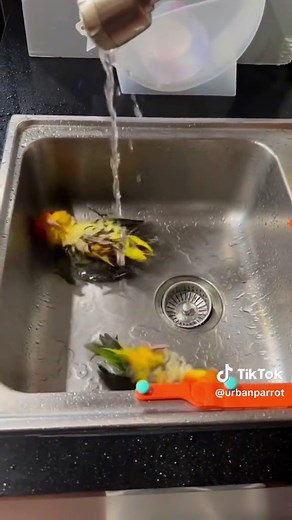 Cute and Funny Talking Parrot Compilation